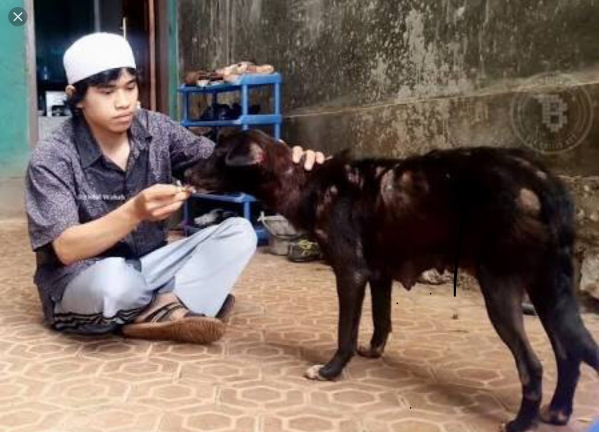 Anjing yang Setia di Kitab Ibnu al-Jauzi: Menyelamatkan Tuannya dari