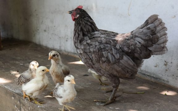 Bolehkah Satu Hewan untuk Qurban dan Aqiqah Sekaligus 