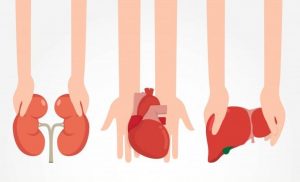 Hukum Donor Organ Tubuh Manusia