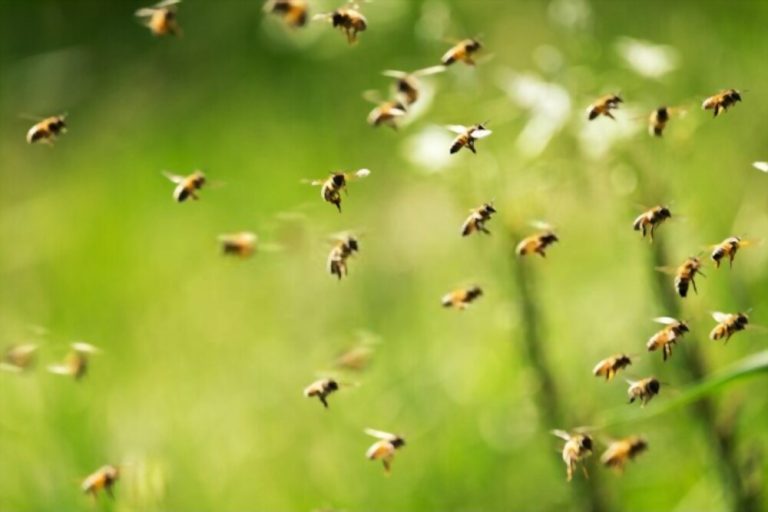 Kisah Jenazah Dilindungi Lebah